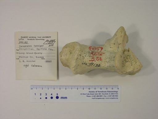 Teleoceras fossiger