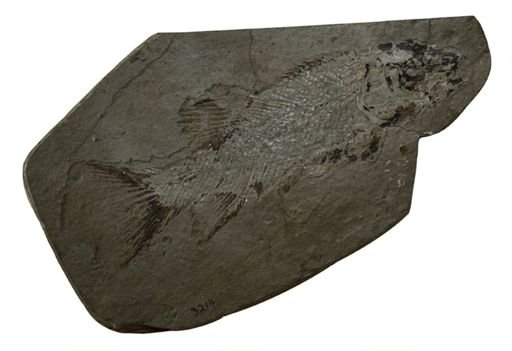 Semionotus fultus