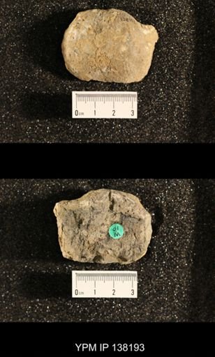 Productus (Dictyoclostus) sp.