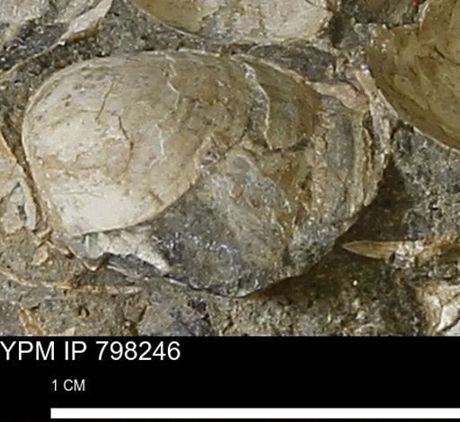 Protocardia