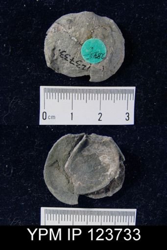 undet. Orthida