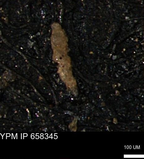 Verneuilinoides kansasensis