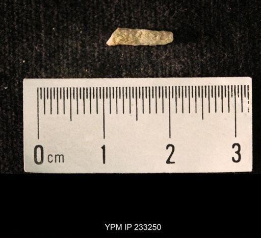 Archaeocidaris sp.