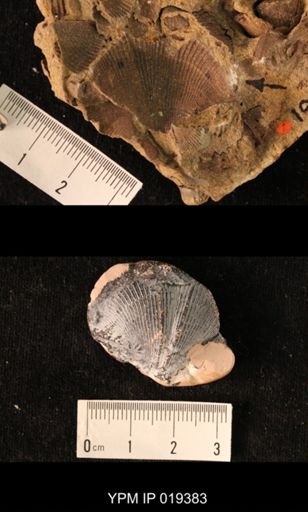 Cyrtospirifer inermis