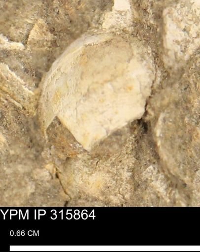 undet. Mollusca