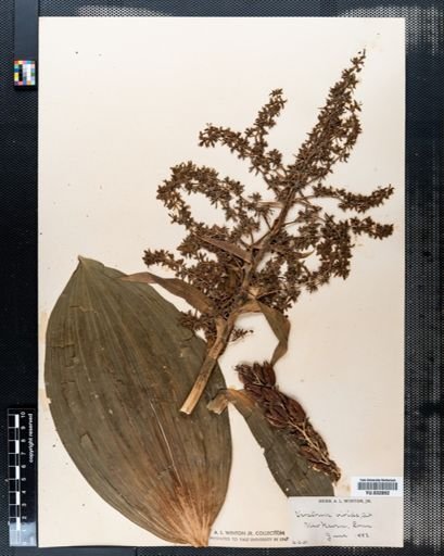 Veratrum viride