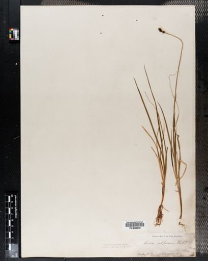 Carex