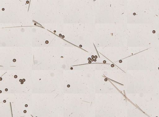 Geodia gibberosa