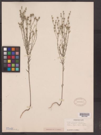 Linum sulcatum