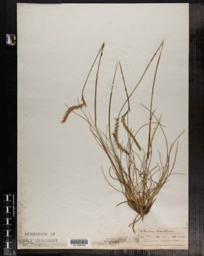 Plantae