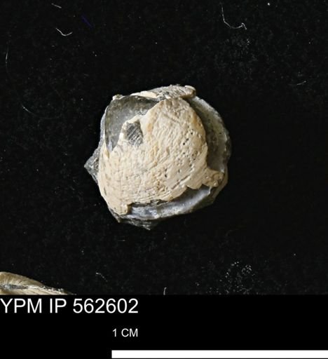 Limopsis striatopunctatus