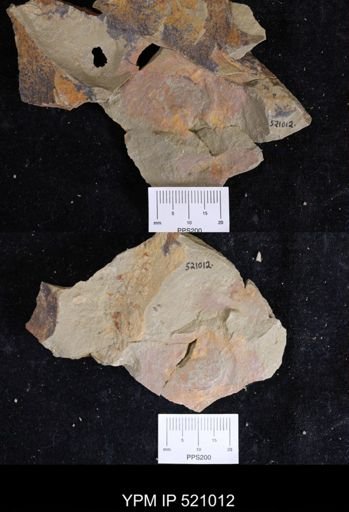 undet. Porifera