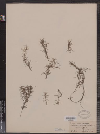 Najas flexilis