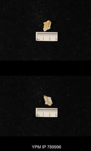 Leptodus sp.
