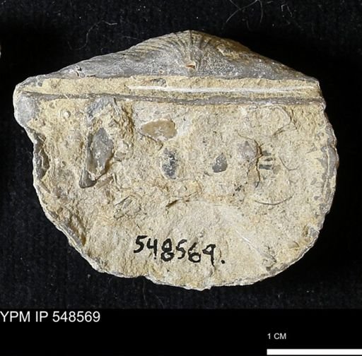 Stropheodonta inflexa?