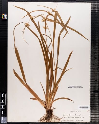 Carex folliculata