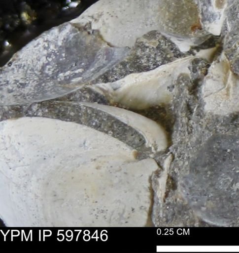 Limopsis striatopunctatus