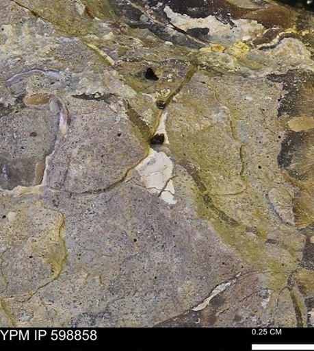 undet. Mollusca