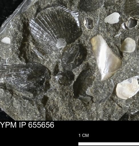 Oxytoma (Hypoxytoma) nebrascana