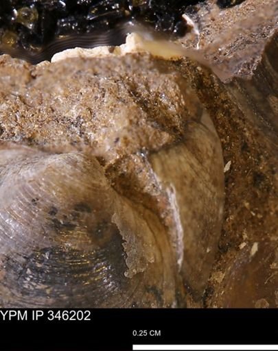 Limopsis striatopunctatus