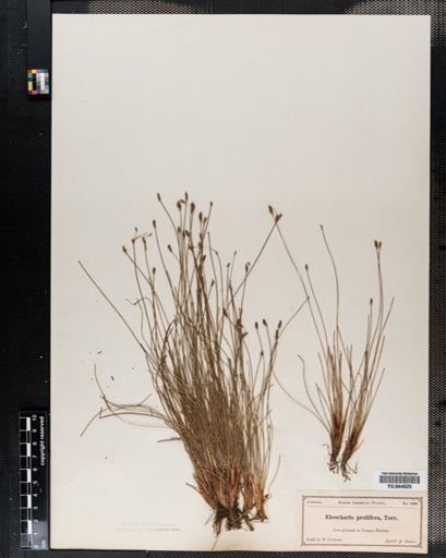 Eleocharis