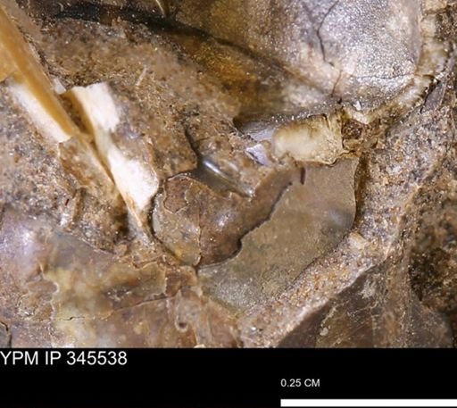 undet. Mollusca