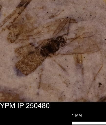Diptera?