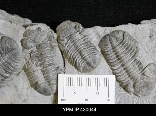 Eldredgeops rana