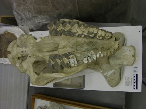 Brontops sp.