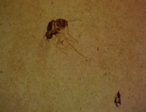 undet. Diptera