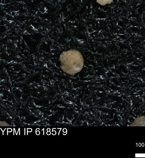 undet. Foraminiferida