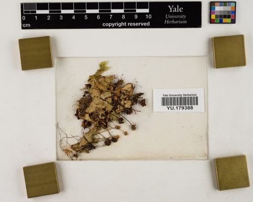 Plantae