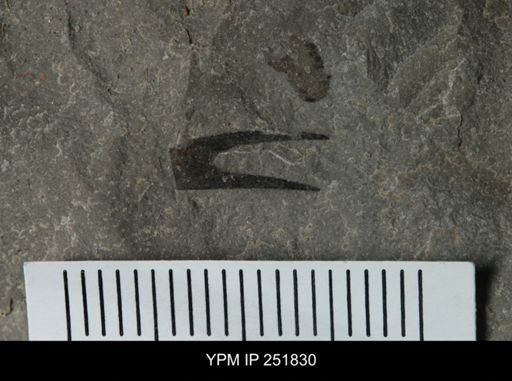 undet. Eurypterida