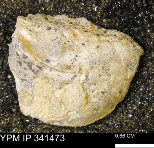 Scaphites sp.