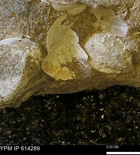 Limopsis striatopunctatus