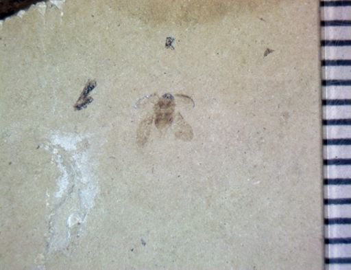 undet. Coleoptera
