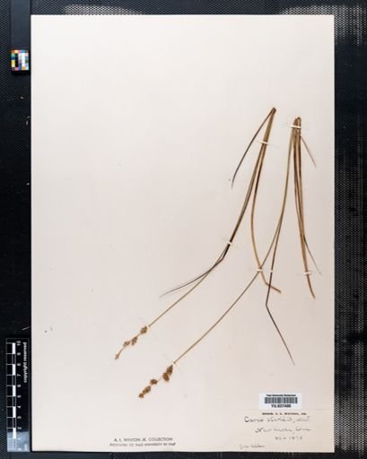 Carex sterilis