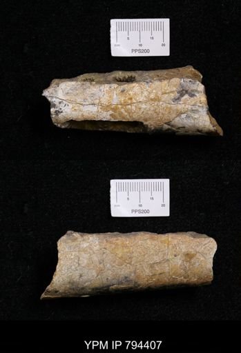Baculites sp.