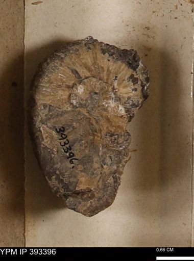 Scaphites sp.