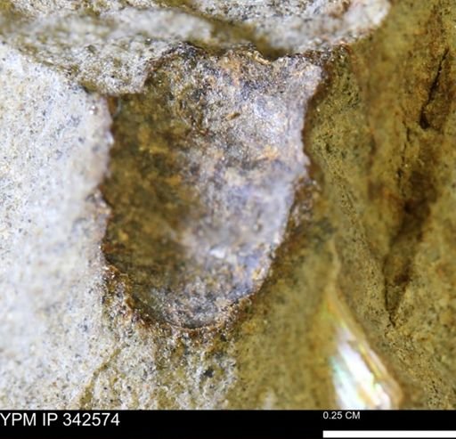 undet. Ammonoidea