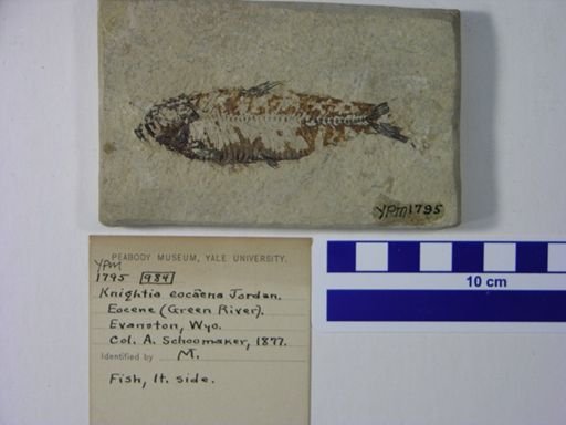 Knightia eocaena