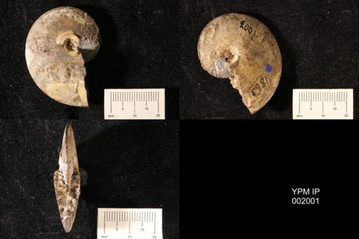Placenticeras whitfieldi