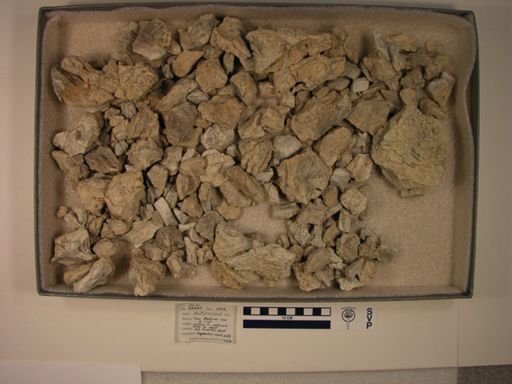 Ankylosauria