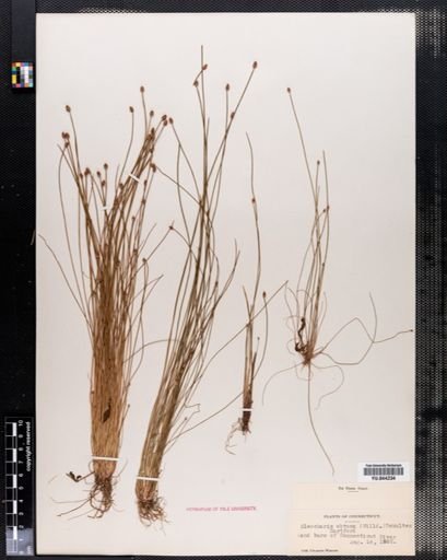 Eleocharis obtusa