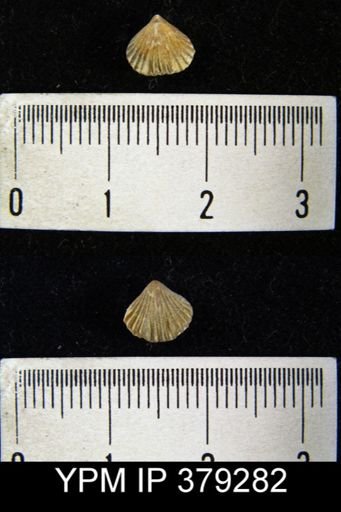 Camarotoechia neglecta