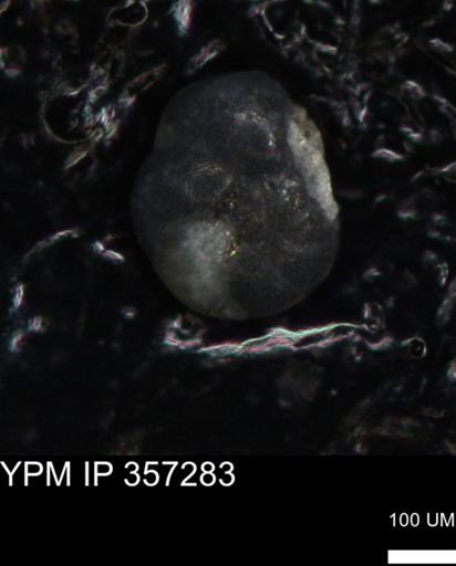 undet. Foraminiferida