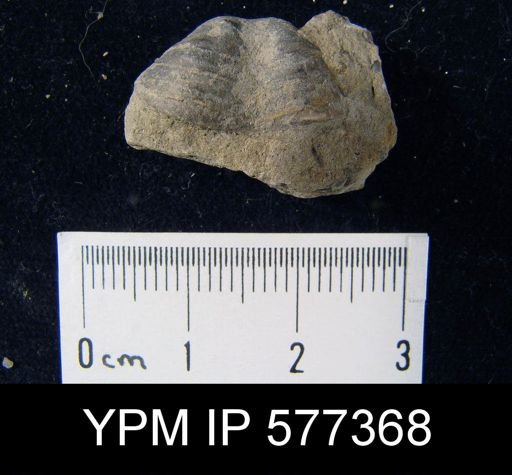 Productus horridus