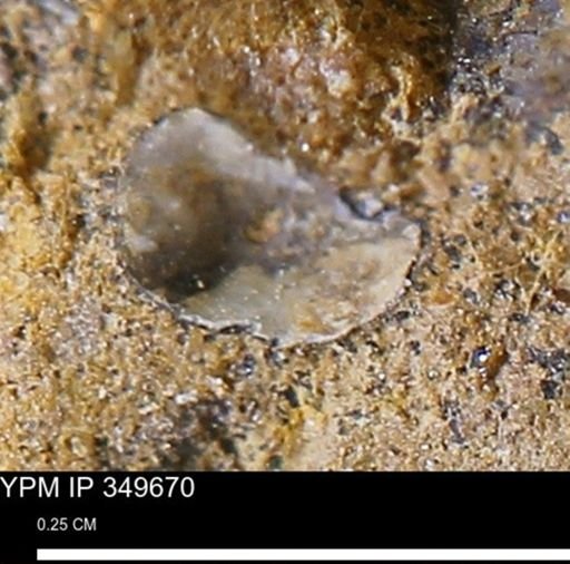 undet. Mollusca