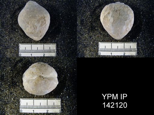 Spirigerella grandis