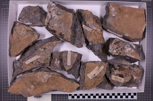 mixed taxa, stratigraphic collection